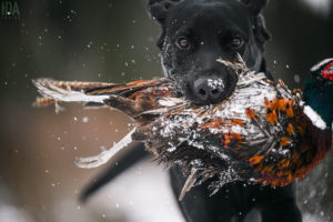 idaphotos_hunting_pieni_0547