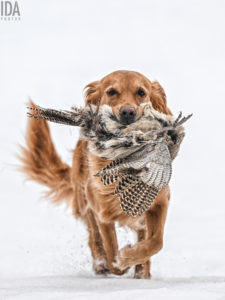 idaphotos_hunting_pieni_0932
